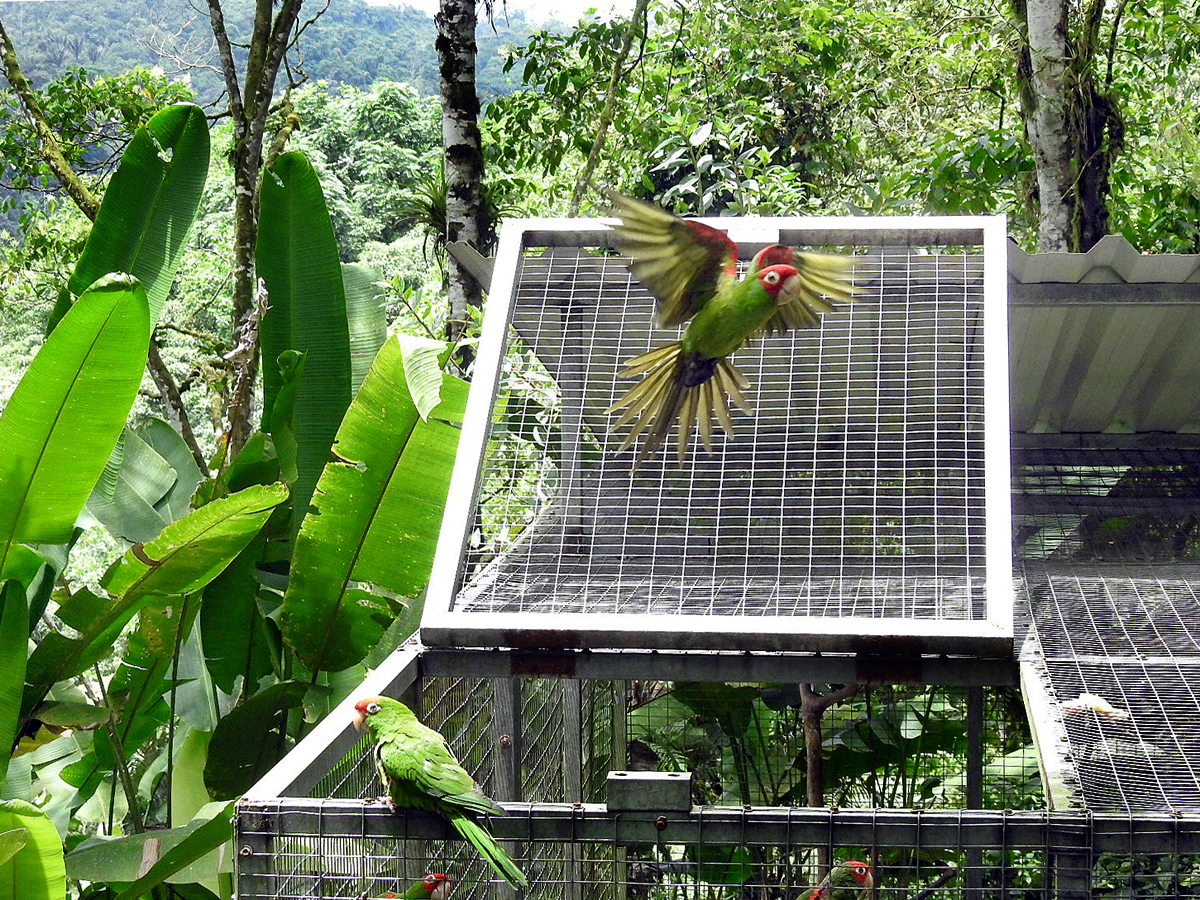 Twenty parakeets fly back to their native forest!